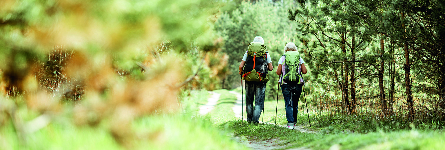 Senior couple hiking with backpacks on the road in the young pine forest, back view with copy space