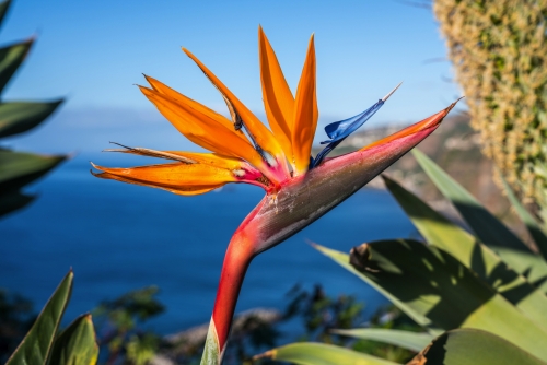 Strelitziablume,die Nationalblume der Insel Madeira