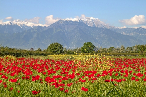 Der Olymp im Frühling, Mount Olympus