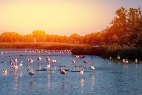 Flamingos in der Camargue in der Provence im Süden Frankreichs