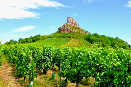 Weinberge von Solutré