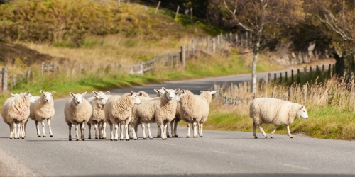 Herde von Schafen in einer Linie, die entlang einer ländlichen Asphaltstraße in Deeside nach Hause kommt,Schottland