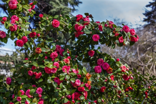 CAMELLIA JAPONICA