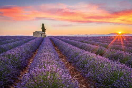 Sonnenaufgang in Valensole