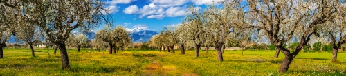 Mandelblüte auf Mallorca