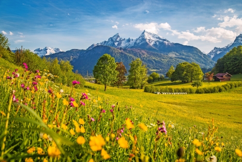 Idyllische Berglandschaft in den Alpen mit blühenden Wiesen im Frühjahr