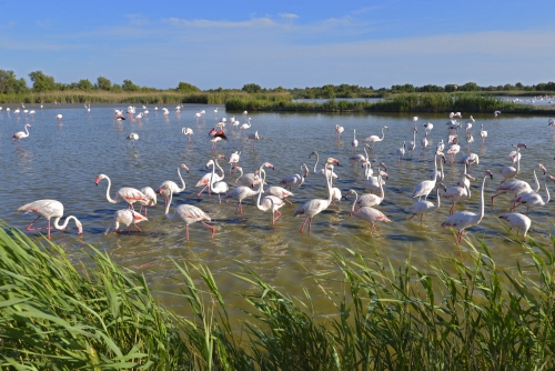 Flamingos in der Camargue in der Provence im Süden Frankreichs