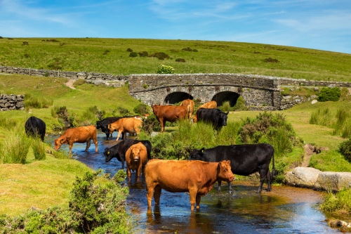Dartmoor Nationalpark in Devon, Vereinigtes Königreich