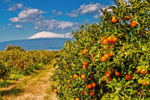 Orangenplantage am Fuße des schneebedeckten Ätna; Sizilien