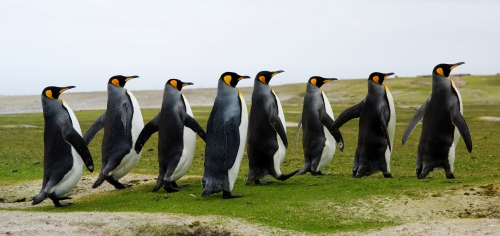 Königspinguine auf den Falklandinseln