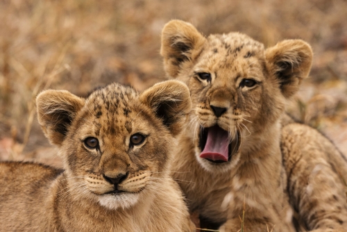 junge Löwen