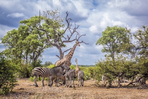 Nationalpark Kruger in Südafrika