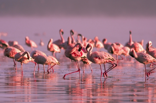 Gruppe Flamingos im Naivasha-See in Kenia