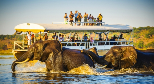 Safari mit afrikanischen Elefanten im Chobe-Nationalpark in Botswana