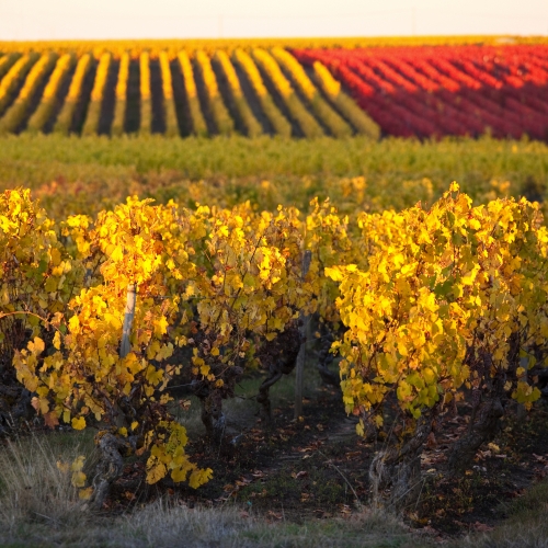 Landschaft inmitten von Weinbergen mit Weinreben an der Loire, Frankreich
