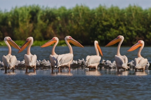 Pelikane im Donaudelta, Rumänien