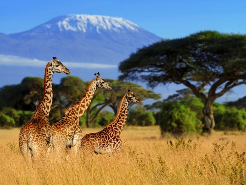 Giraffen vor dem Kilimandscharo in Tansania 
