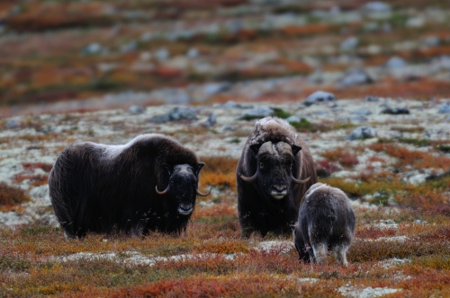 Moschusochsen im Herbst in Dovrefjell-Sunndalsfjella-Nationalpark, Norwegen