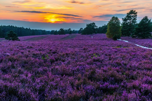 Lüneburger Heide im Sonneuntergang, Deutschland