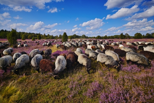 Heidschnucken in der Lüneburger Heide, Deutschland