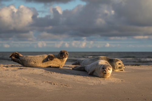 die sandige Landspitze Grenen oder Skagens Gren von Dänemark