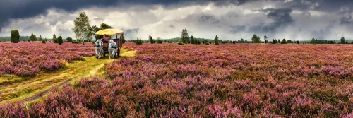 Kutschfahrt durch die Lüneburger Heide, Deutschland