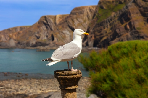 Steilküste von Hartland Quay an der Atlantikküste von Devon, Vereinigtes Königreich