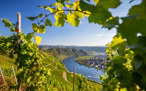 Mosel und Weinberge in Rheinland-Pfalz, Deutschland