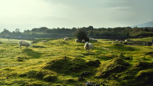 Sheeps in irish field