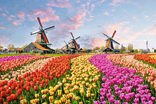 Landscape with tulips in Zaanse Schans, Netherlands, Europe~1