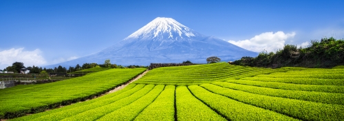 Berg Fuji und Teefelder in Japan