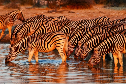 Zebras am Wasserloch im Etosha Nationalpark, Namibia