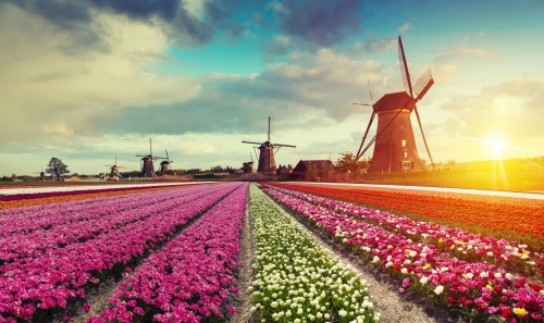 Landscape with tulips, traditional dutch windmills and houses near the canal in Zaanse Schans, Netherlands, Europe