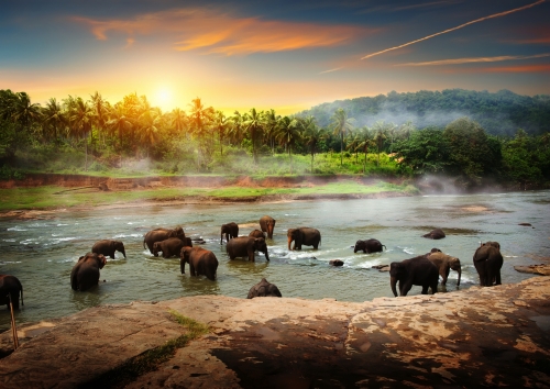 Elephants in Sri Lanka