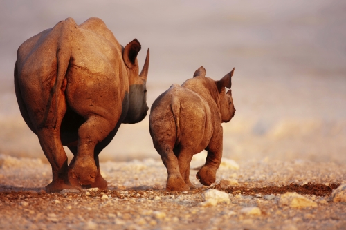 ©JohanSwanepoel - stock.adobe.com Black Rhinoceros baby and cow