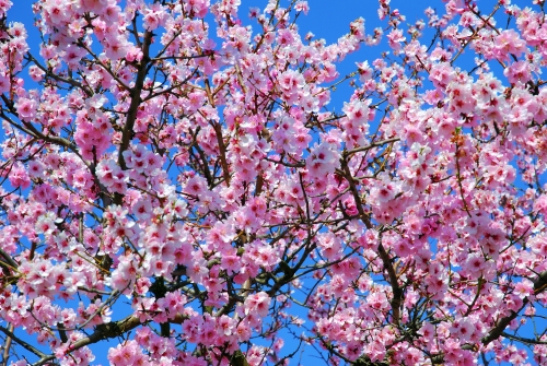 Prunus Dulcis oder Mandelbaum im Frühling
