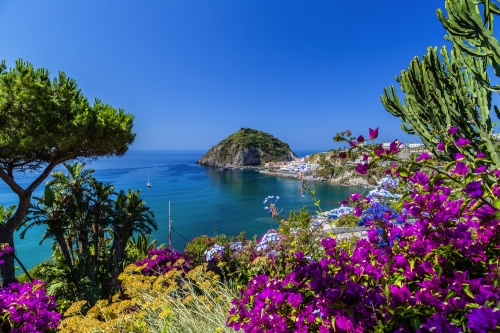 Ischia and Bougainvillea glabra