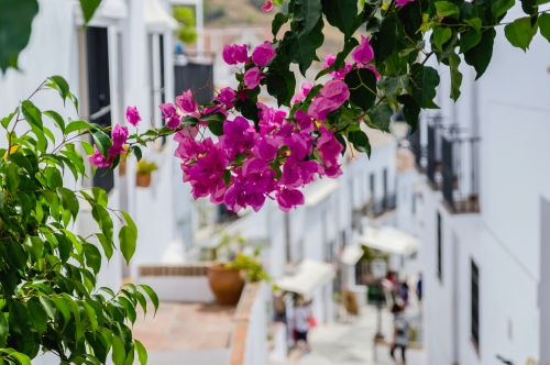 bougainvillea