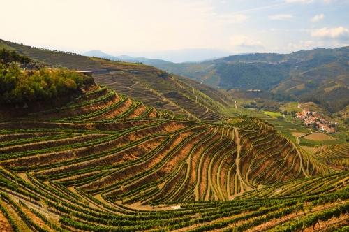 Weinbau Steilterrassen im Douro-Valley bei Peso da Regua, Portugal