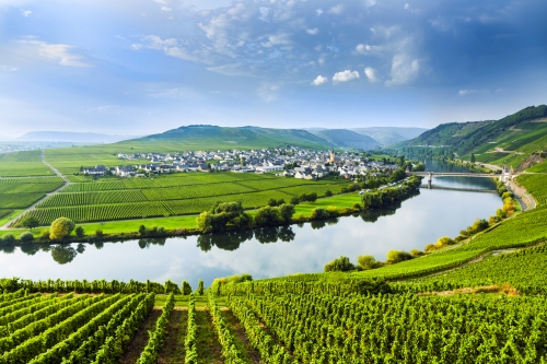 famous Moselle Sinuosity with vineyards