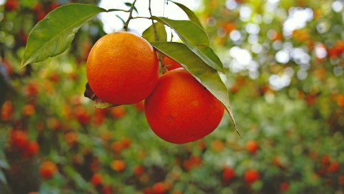 Orangen