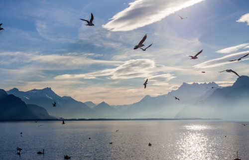 Blick auf die Alpen und den Genfer See