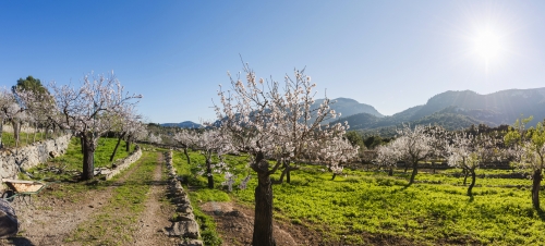 Mandelblüte auf Mallorca