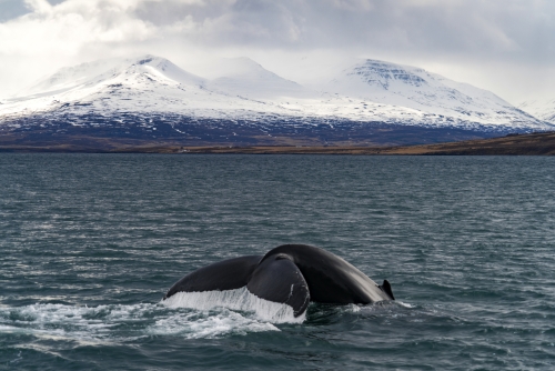Walbeobachtung vor den Gletschern nahe Akureyri, Island