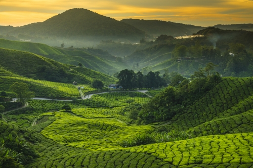 Cameron Highlands in Malaysia
