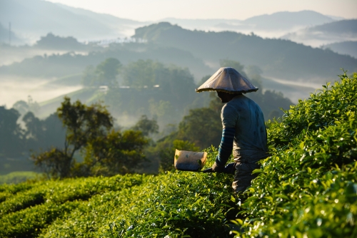 Cameron Highlands in Malaysia