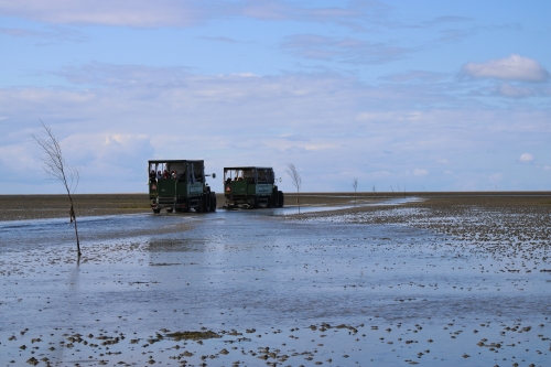 Wadden Sea National Park auf der dänischen Gezeiteninsel Mandø Sogn