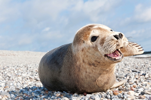 Robbe auf Helgoland