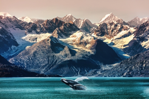 Alaska whale watching