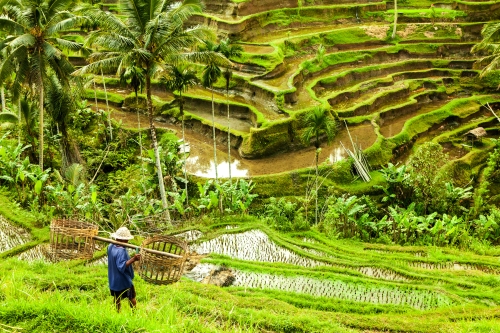Reisterrassen nahe Ubud